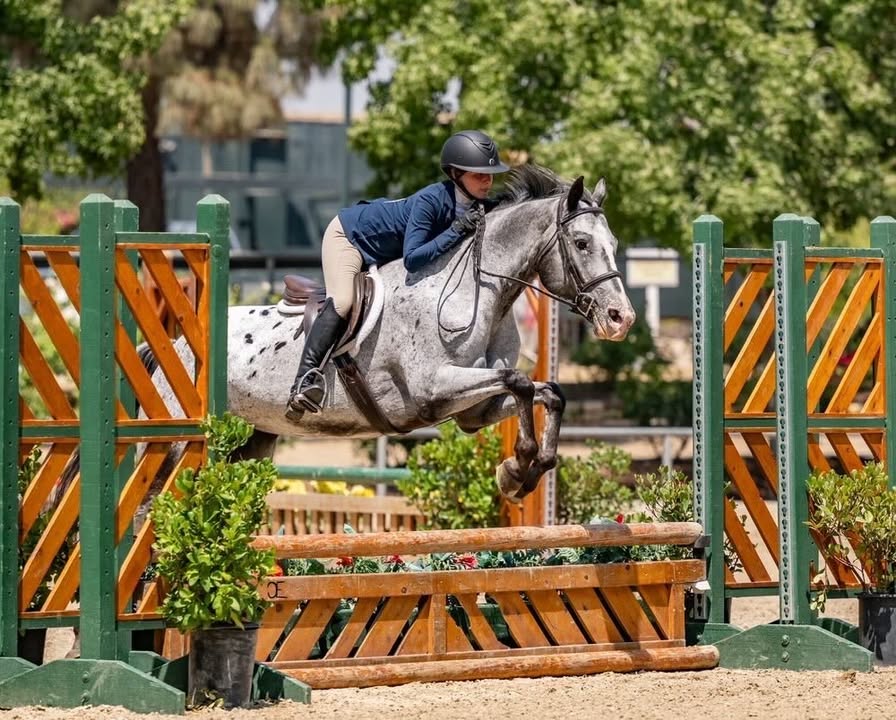 Gold Coast Horse Show